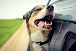 Obedience Classes near Fort Lauderdale, FL